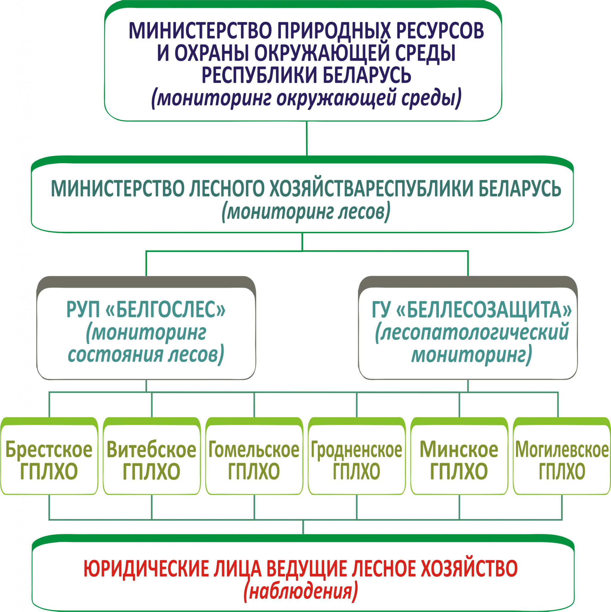 Мониторинг лесов. Уровни мониторинга лесов. Задачи лесного мониторинга. Основное структурное звено осуществления лесного мониторинга. Организация проведения лесного мониторинга.