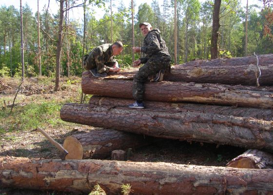 Анализ заселённости лесоматериалов стволовыми вредителями