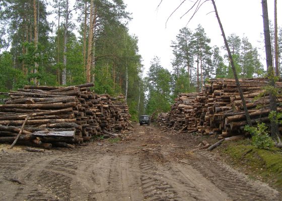 Обнаруженные в лесу остатки лесоматериалов