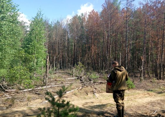 Обследование очага корневой губки
